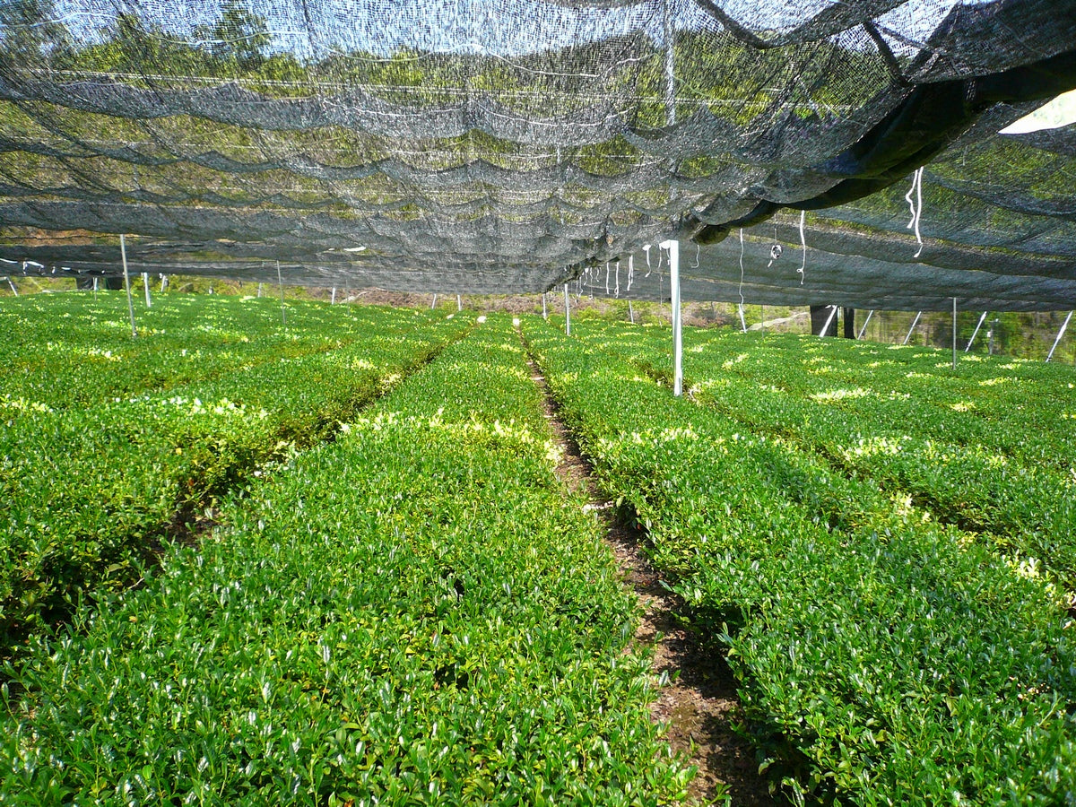 Gyokuro (Premium Japanese Green Tea)