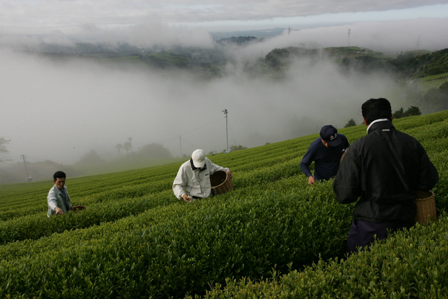 Sencha - Japanese Green Tea